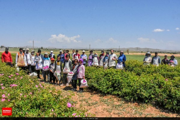 فصل گل و گلاب در مجتمع توریستی و کشاورزی سرو گلاب 