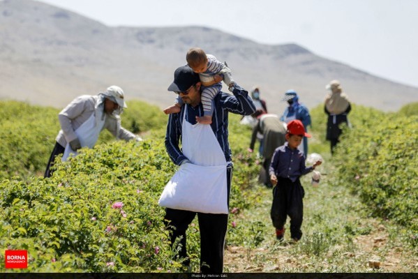 فصل گل و گلاب در مجتمع توریستی و کشاورزی سرو گلاب 