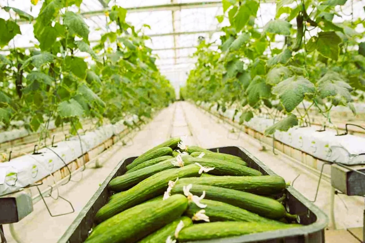 هزینه راه اندازی و تاسیس گلخانه خیار