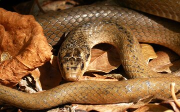 Saint-Lucia-Racer-Snake.jpg