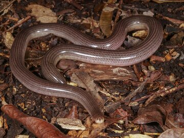 trag-blind-snake.jpg