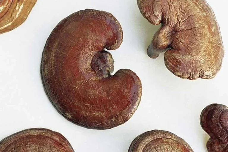 قرص گانودرما برای چاقی