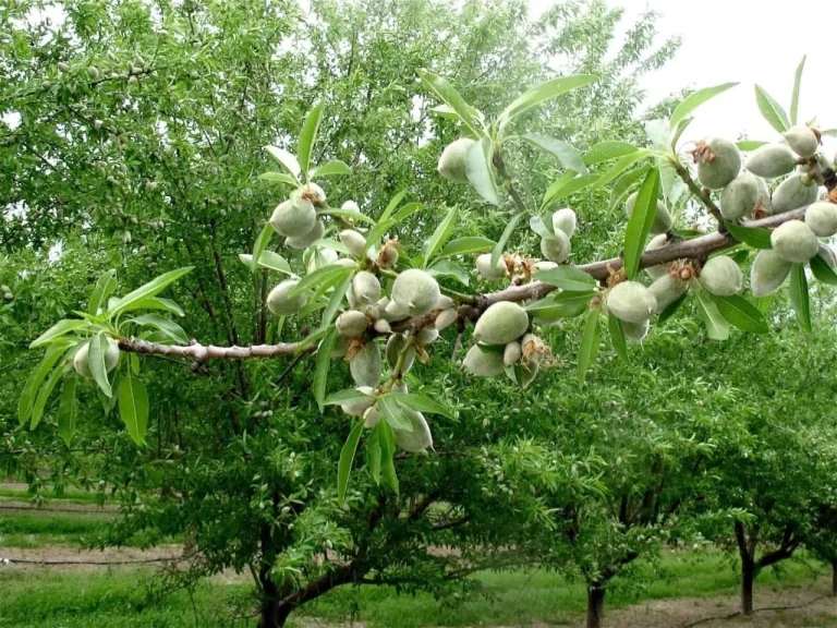 بهترین نوع نهال بادام برای مناطق سردسیر