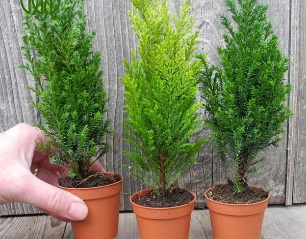 The cause of yellowing of Kamis pine and its maintenance method