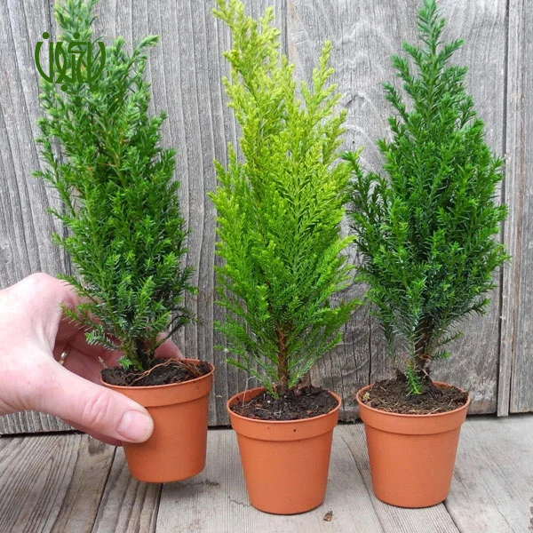 The cause of yellowing of Kamis pine and its maintenance method